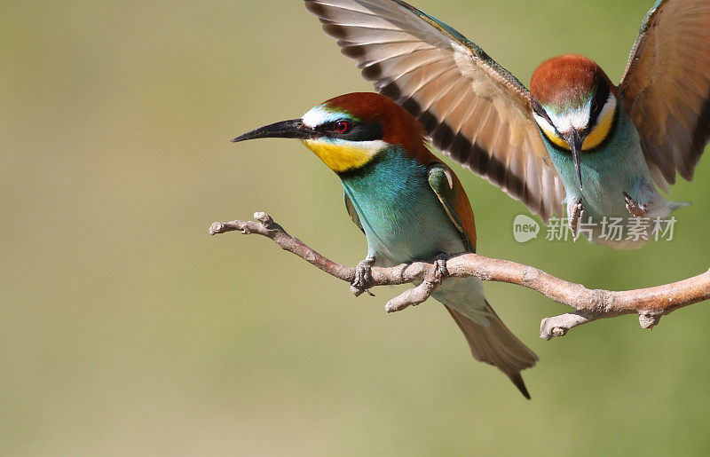 欧洲食蜂鸟(Merops apiaster) -一对